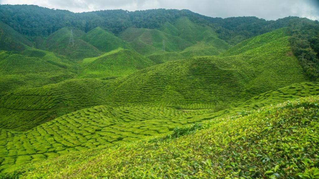 Netasha Holiday Inn And Apartment Cameron Highlands Dış mekan fotoğraf